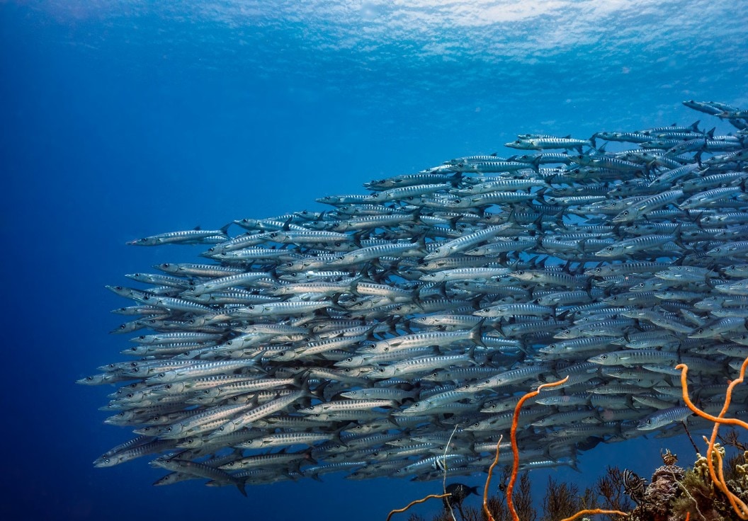 Maratua island diving travel hero image