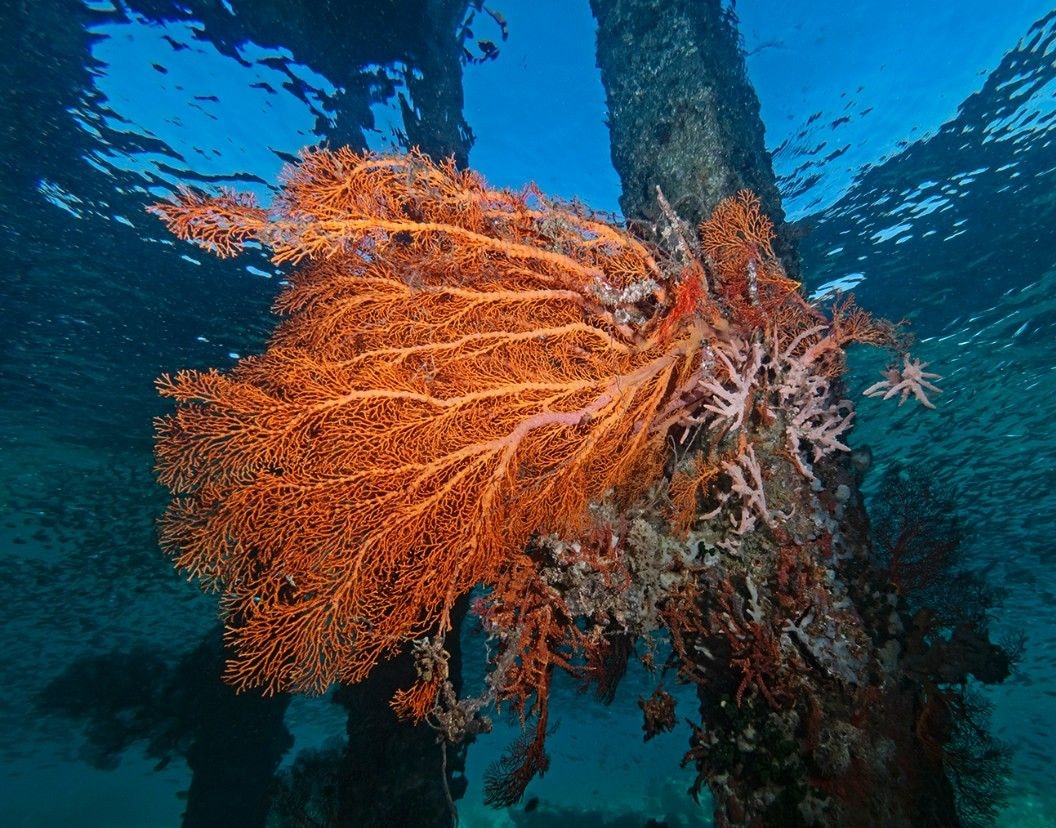 Pulau Bangka diving travel hero image