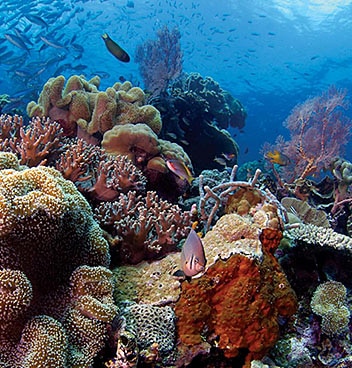 瓦卡托比潜水目的地海景