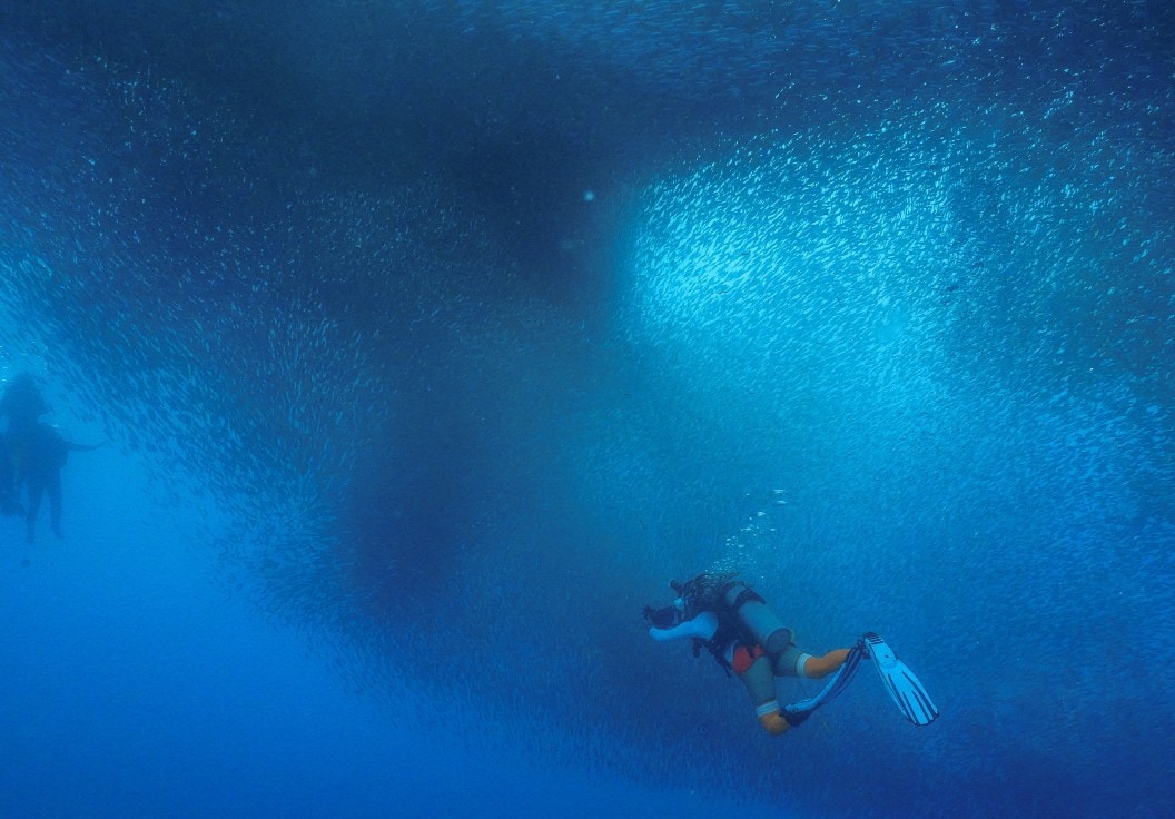 潜水员穿过沙丁鱼风暴的海洋潜水风景
