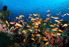 Ceningan Wall dive site image