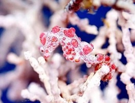 圣克里斯托弗沉船潜点图片